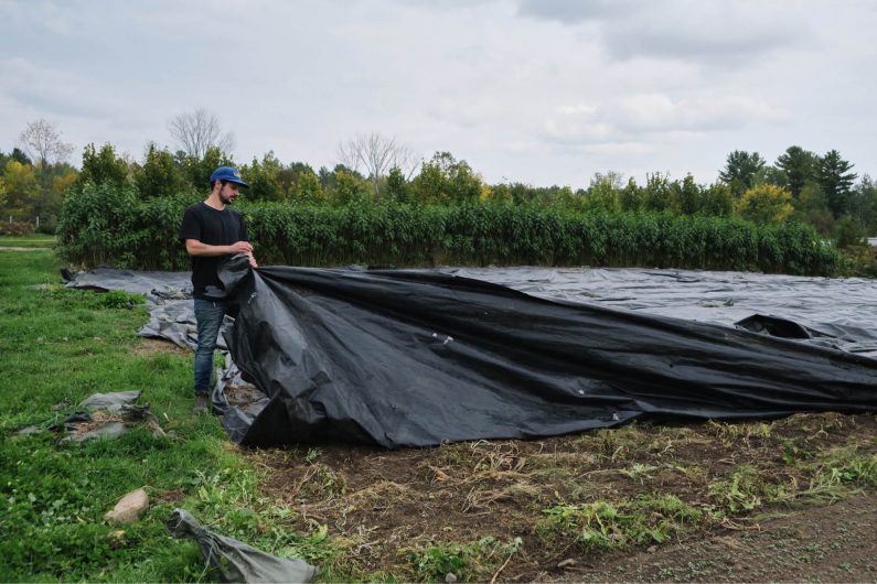 Removing a tarp to prep the bed for a new planting. / Credit : Alex Chabot