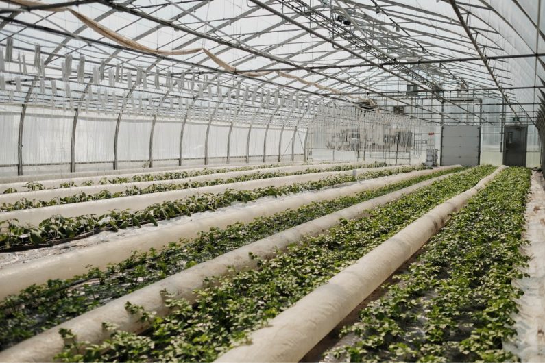 Five investments to consider to improve your game in your greenhouse production. / Credit : Alex Chabot