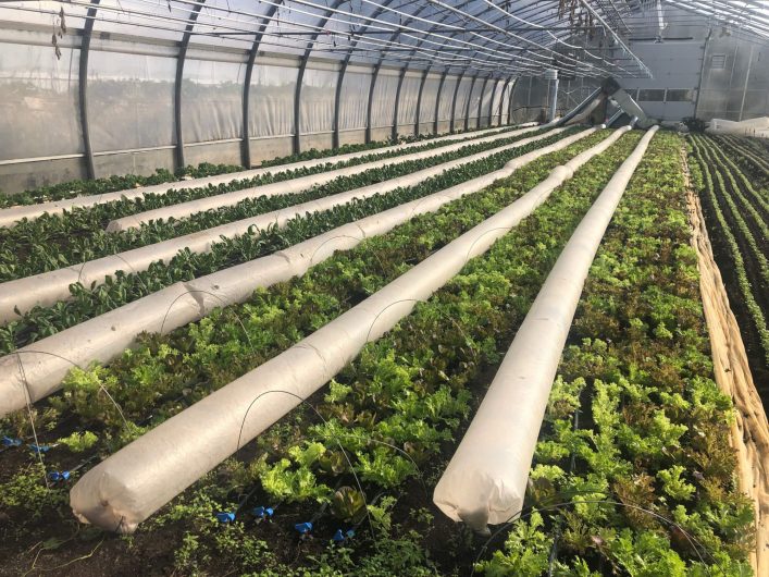 Having an efficient and affordable greenhouse heating system is crucial. / Credit : Alex Chabot