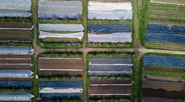 Aerial view of silage tarps