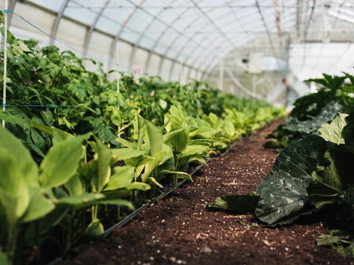 Creating the perfect climate in your greenhouse. /Credit : Alex Chabot