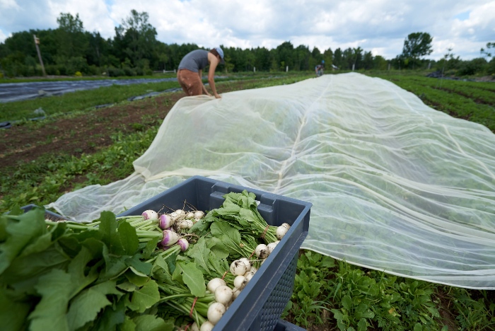 Using insect netting rather than biopesticides is still the more financially wise option. / Credit : Alex Chabot