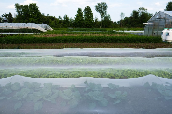 Insect netting is used on a variety of vegetables, but it is notably used on brassica veggies. / Credit : Olivier Bourget