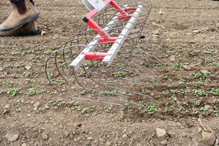 The flex tine weeder is one of the must-have tools if you are growing a lot of baby greens. / Credit : Alex Chabot
