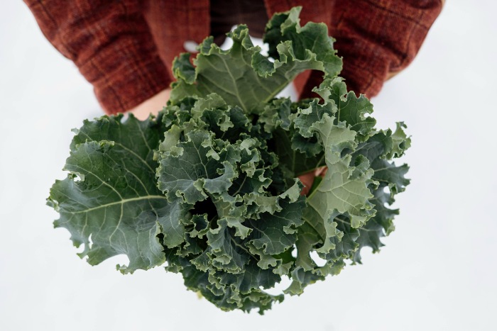 We begin kale harvest in November. Credit: Jessica Théroux