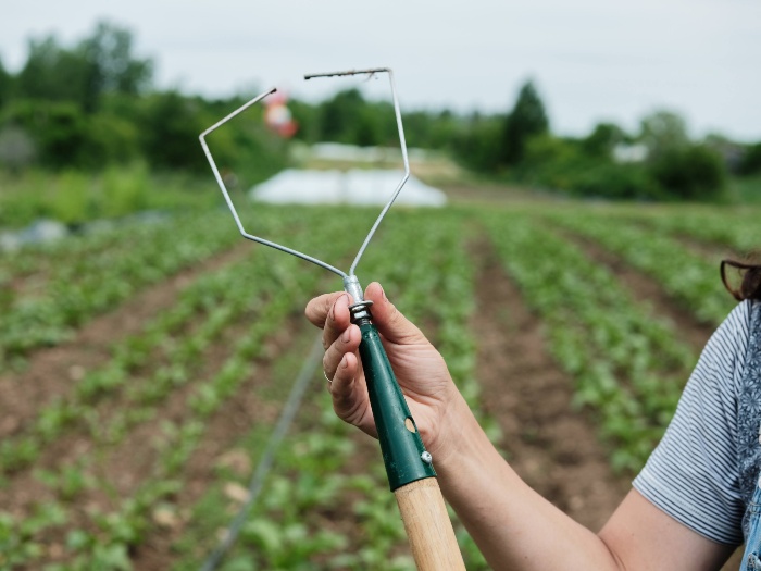 Since you can change the head of the interchangeable wire weeder, it can work with different crops. /Credit: Alex Chabot